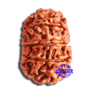 10 Mukhi Nepalese Rudraksha - Bead No. 371