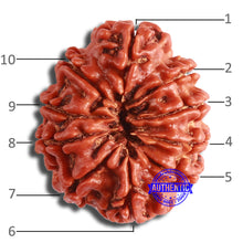 Load image into Gallery viewer, 10 Mukhi Nepalese Rudraksha - Bead No. 373
