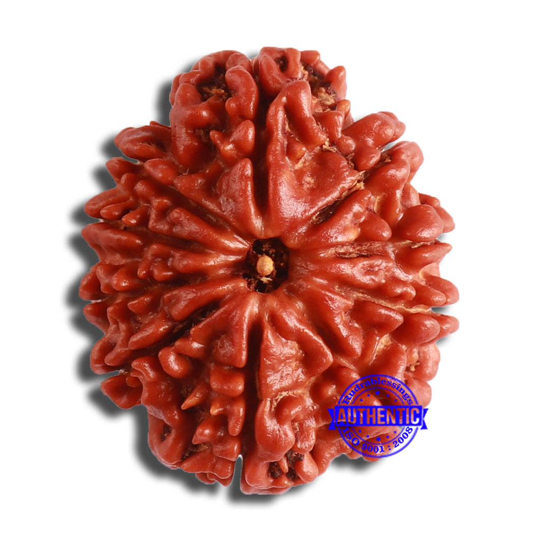 10 Mukhi Nepalese Rudraksha - Bead No. 373