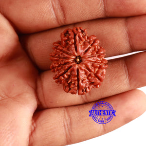 10 Mukhi Nepalese Rudraksha - Bead No. 373