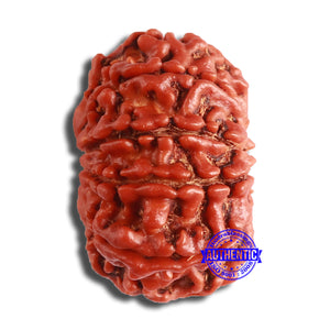 10 Mukhi Nepalese Rudraksha - Bead No. 373