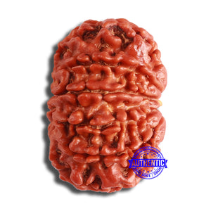 10 Mukhi Nepalese Rudraksha - Bead No. 373