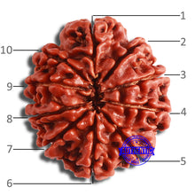 Load image into Gallery viewer, 10 Mukhi Nepalese Rudraksha - Bead No. 374
