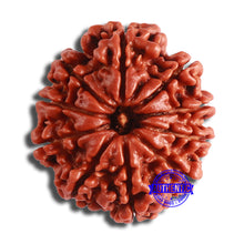 Load image into Gallery viewer, 10 Mukhi Nepalese Rudraksha - Bead No. 374
