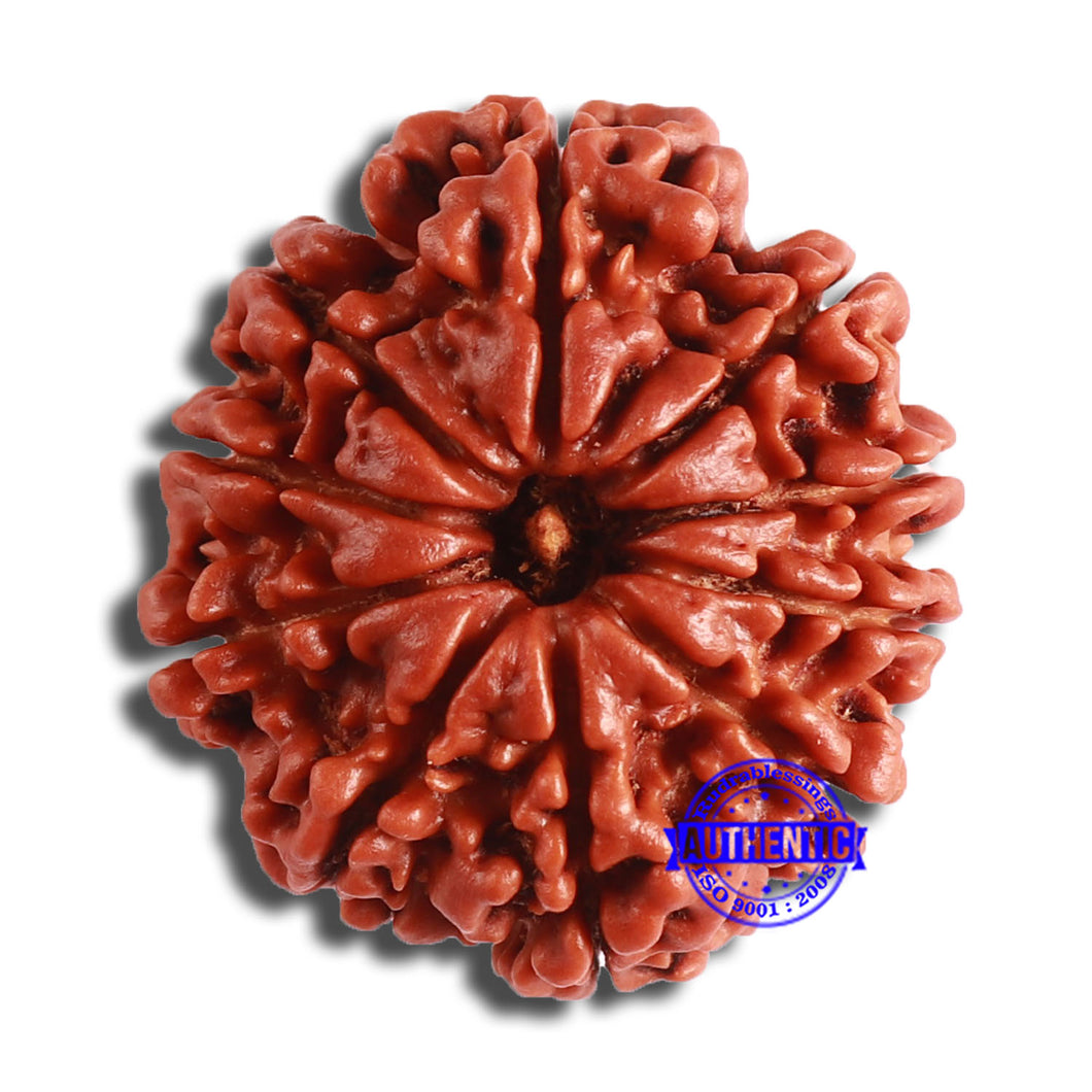 10 Mukhi Nepalese Rudraksha - Bead No. 374