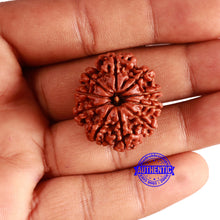 Load image into Gallery viewer, 10 Mukhi Nepalese Rudraksha - Bead No. 374
