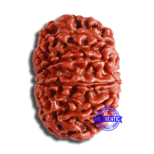 10 Mukhi Nepalese Rudraksha - Bead No. 374