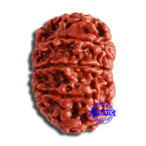 10 Mukhi Nepalese Rudraksha - Bead No. 374