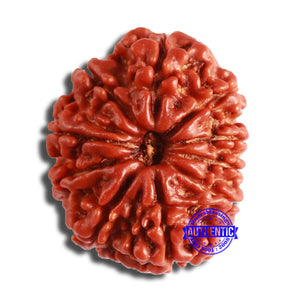 10 Mukhi Nepalese Rudraksha - Bead No 375