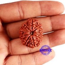 Load image into Gallery viewer, 10 Mukhi Nepalese Rudraksha - Bead No 375
