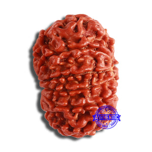 10 Mukhi Nepalese Rudraksha - Bead No 375