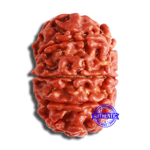 10 Mukhi Nepalese Rudraksha - Bead No 375