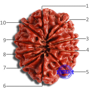 10 Mukhi Nepalese Rudraksha - Bead No. 376