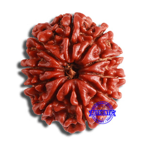 10 Mukhi Nepalese Rudraksha - Bead No. 376