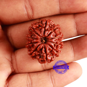 10 Mukhi Nepalese Rudraksha - Bead No. 376