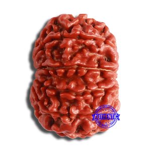 10 Mukhi Nepalese Rudraksha - Bead No. 376