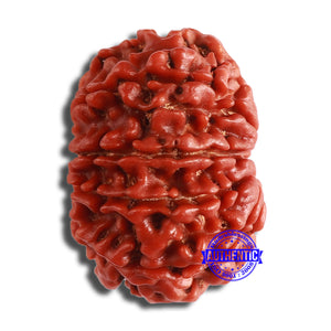 10 Mukhi Nepalese Rudraksha - Bead No. 376