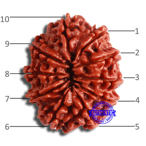 10 Mukhi Nepalese Rudraksha - Bead No. 377