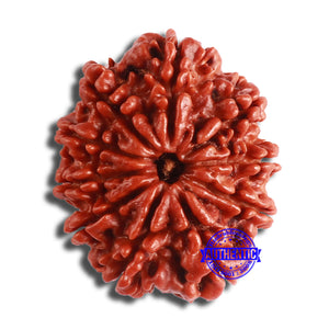 10 Mukhi Nepalese Rudraksha - Bead No. 377