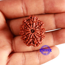 Load image into Gallery viewer, 10 Mukhi Nepalese Rudraksha - Bead No. 377
