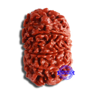 10 Mukhi Nepalese Rudraksha - Bead No. 377