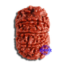 Load image into Gallery viewer, 10 Mukhi Nepalese Rudraksha - Bead No. 377
