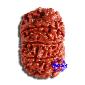 10 Mukhi Nepalese Rudraksha - Bead No. 377