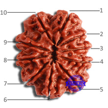 Load image into Gallery viewer, 10 Mukhi Nepalese Rudraksha - Bead No 381
