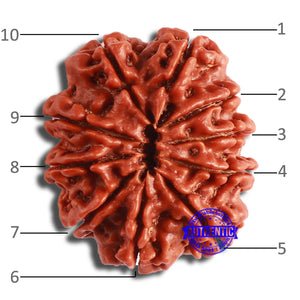 10 Mukhi Nepalese Rudraksha - Bead No 381