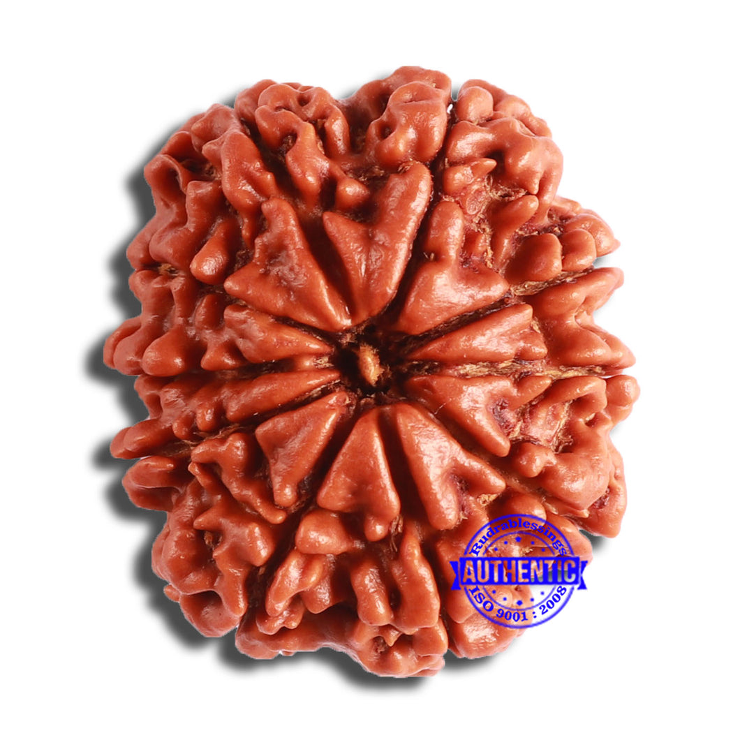 10 Mukhi Nepalese Rudraksha - Bead No 381