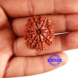 10 Mukhi Nepalese Rudraksha - Bead No 381