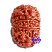 Load image into Gallery viewer, 10 Mukhi Nepalese Rudraksha - Bead No 381
