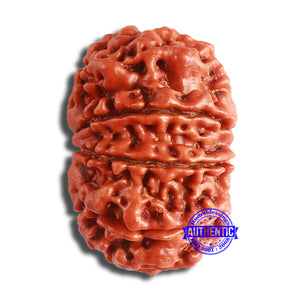 10 Mukhi Nepalese Rudraksha - Bead No 381