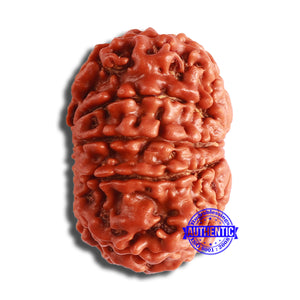 10 Mukhi Nepalese Rudraksha - Bead No 381