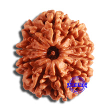 Load image into Gallery viewer, 10 Mukhi Nepalese Rudraksha - Bead No. 389
