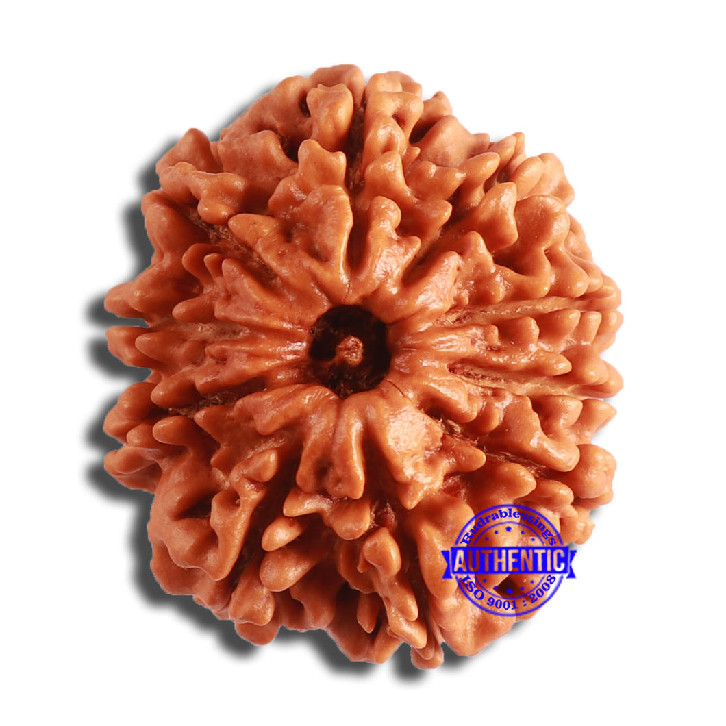 10 Mukhi Nepalese Rudraksha - Bead No. 389