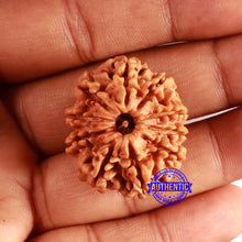 Load image into Gallery viewer, 10 Mukhi Nepalese Rudraksha - Bead No. 389
