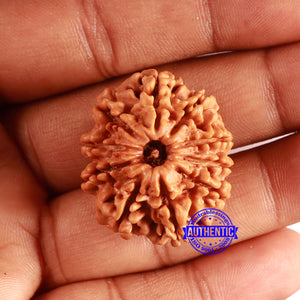 10 Mukhi Nepalese Rudraksha - Bead No. 389