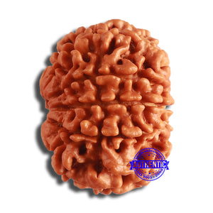 10 Mukhi Nepalese Rudraksha - Bead No. 389