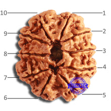 Load image into Gallery viewer, 10 Mukhi Nepalese Rudraksha - Bead No. 394
