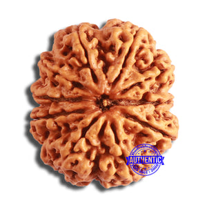 10 Mukhi Nepalese Rudraksha - Bead No. 394