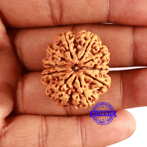 10 Mukhi Nepalese Rudraksha - Bead No. 394