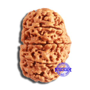 10 Mukhi Nepalese Rudraksha - Bead No. 394