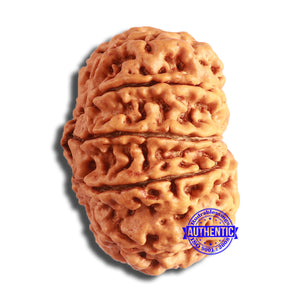 10 Mukhi Nepalese Rudraksha - Bead No. 394