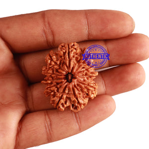 11 Mukhi Nepalese Rudraksha - Bead No. 286