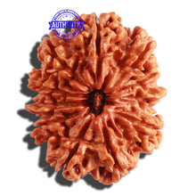 Load image into Gallery viewer, 11 Mukhi Nepalese Rudraksha - Bead No. 286
