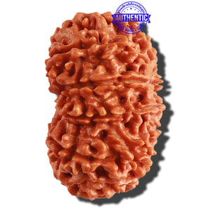 11 Mukhi Nepalese Rudraksha - Bead No. 286