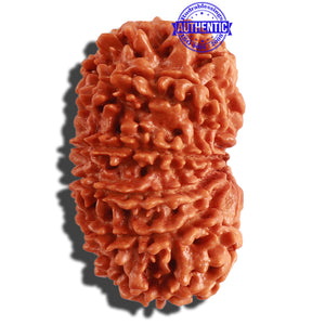 11 Mukhi Nepalese Rudraksha - Bead No. 286