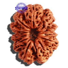 Load image into Gallery viewer, 11 Mukhi Nepalese Rudraksha - Bead No. 287
