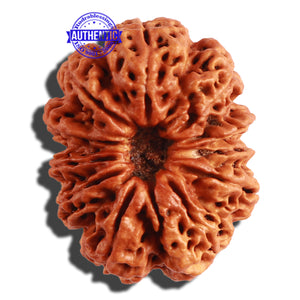 11 Mukhi Nepalese Rudraksha - Bead No. 287